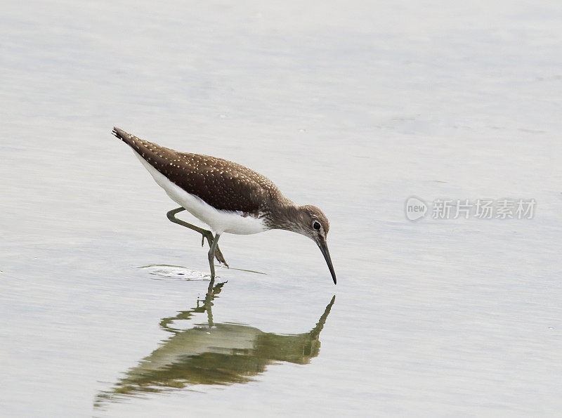 绿矶(Tringa ochropus)摄食